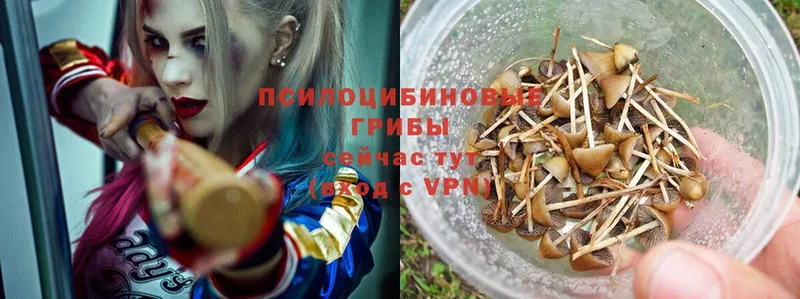 Псилоцибиновые грибы Magic Shrooms  Белая Калитва 